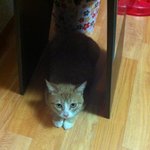 나도 한다! 고양이 자랑!!!