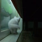 <스압완전주의>♥고양이판♥ 우리밍키를 소개합니다 :-)