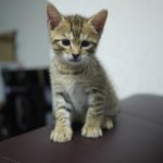 시베리안 <b>야생</b> 삵묘 김골뱅입니다.