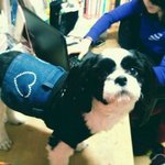 ★★★★★★사랑하는 <b>삐약이</b>가 세상을 떠났습니다★★★★★★