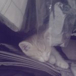 ★고양이판★내동생 <b>난이</b>를 소개합니다