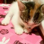 ♥♥♥♥두 냥이 모시는 초보<b>집사</b>입니다♥♥♥♥