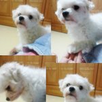 <b>김포</b>대학에서 말티즈남자개를 잃어버렸어요~꼭봐주세요!~!