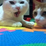 ★스압★ 고양이 모시고 사는 불쌍한 여자ㅋㅋ3탄