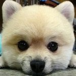 (사진有)<b>이</b> <b>강아지</b>에 대해 아시는분