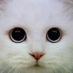 ◎◎고양이판◎◎  분홍코 짱아를 소개할께요 >ㅂ<