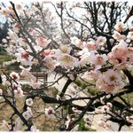 사진有) ★★ (충격!)만약에 김치가 없었더라면 한국인은..