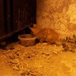 아기길냥이를 살려주세요.ㅠㅠ(사진有)