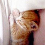 ★냥판스압★우리집엔 돼지1마리 여우1마리있어요.