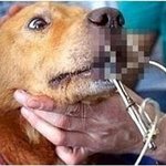 ●●(사진有)<b>동물</b>학대..한번만봐주세요●●