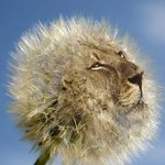 ★☆사진有) 동물합성사진☆★