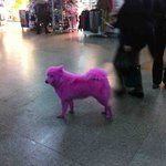 (+추가&amp;수정)강아지 몸에 올핑크색으로 <b>염색</b>했어요 제발 봐주세요!!!!