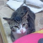 고양이 <b>주인</b>을찾아요
