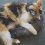 ★☆★☆고냥이-꼬비소개하려고용☆★☆★