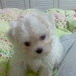 ♥♥(++수정)개판!! (사진 有 多 必)  우리집 귀여운 세살...