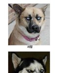 ★★★(펌)회사<b>계급</b>별표정(동물편)★★★