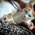 ★★★우리집 <b>보리</b>군을 소개합니다 ★★★