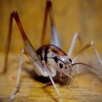 저희 집이 곱등이 <b>던전</b>이 되었습니다.