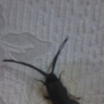 ★★★(사진有)<b>바퀴</b>벌레만드는거해봤어요★★★