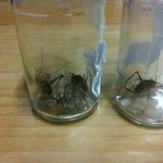 저희집이 곱등이 <b>던전</b>이 되엇습니다 .2