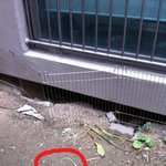 ■□■ 반려견 의문의 죽음 2부 ■□■