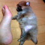 (사진 , 동영상 有)    포메라니언 자랑해요!  우리집 강아지가~...