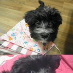 우리집왕자님김말이