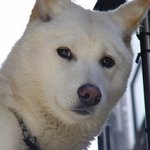 犬(견)빈