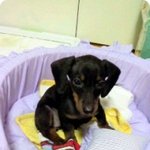 [사진有] 우리<b>집</b> 닥스훈트 소개합<b>니</b>당~~강아지판 너무좋아!ㅎㅎㅎ