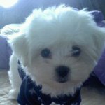 (사진有)★★★★강아지 머루를 소개합니다!!!(※글쓴이의 강아지는...