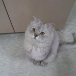 우리 사무실 고양이 <b>찰리</b>를 소개합니다.~