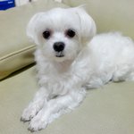 ★사진有,개판)비비,에이미를소개합뉘당★