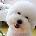 ★개판, 사진많음!★ <b>비숑</b>프리제를 아세요?