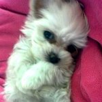 ★★사진有 도와주세요 개념없는 애견샵사장★★