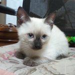 샴고양이 천사가 왔다♡♡