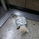 ★꼭 추천부탁드려요! 버려진 강아지의 새로운 주인을 찾습니다! ★