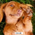 사람의 반려동물은 <b>역시</b> 개.jpg