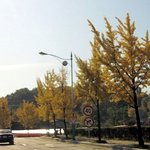 오늘도 은행나무를 보았어요!