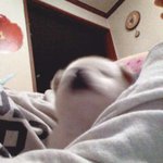 급격하게 커가는 우리집 개  둥둥이 !!!