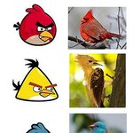 ★★★★★앵그리 <b>버드</b> 실존새?★★★★★