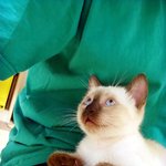 샴고양이 천사가 왔다♡♡