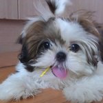멍청이 우리집 개자식