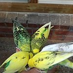 사진有) 22살에 <b>미숙</b>하지만 동물 생활 이야기~♬