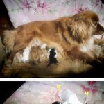 [춘식이] [사진첩<b>st</b>] 나도 개판쓰기 가능?? :)