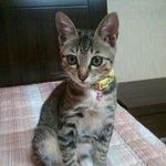 우리집업둥이 길냥이 나비(사진 有)