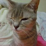 [괭이판!] 조신함이라고는 눈을 씻고 찾아봐도 없는 우리집 괭이