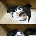 ★★★★여기 고양이판이다!!!!!!!!!! 나도 우리집고양이좀 자랑...