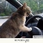 <b>도도</b>한 매력의 고양이 시리즈총 모음 .jpg