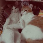 ♥♥♥♥♥♥♥♥훈훈돋는우리<b>집</b>냥<b>이</b>들♥♥♥♥♥♥♥♥