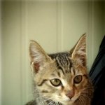 [춘식이] [사진첩<b>st</b>] 나도 판쓰기 가능하냥? :)